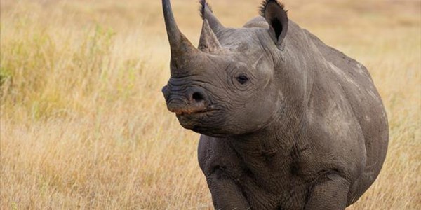 SA black #rhino arrive in Chad | News Article