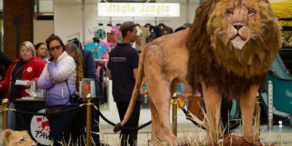 'O, koek,' it's a lion! | News Article