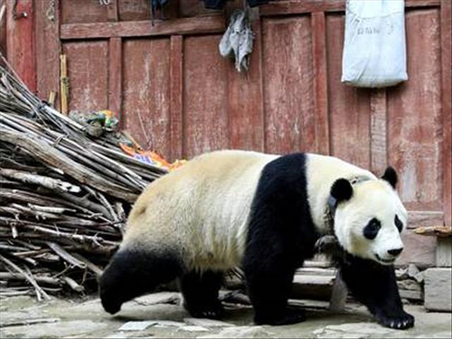 Pandemonium in Chinese town  | News Article