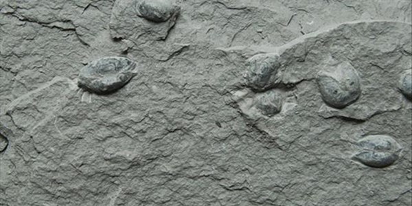 SA scientist makes groundbreaking fossil discovery SA scientist makes groundbreaking fossil discovery | News Article