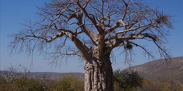Baobab trees dying in mysterious threat Baobab trees dying in mysterious threat | News Article