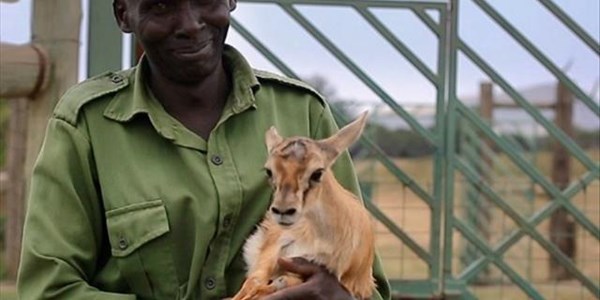 -TBB- Zelda's feel good story: The Kenyan man who saves baby animals! | News Article