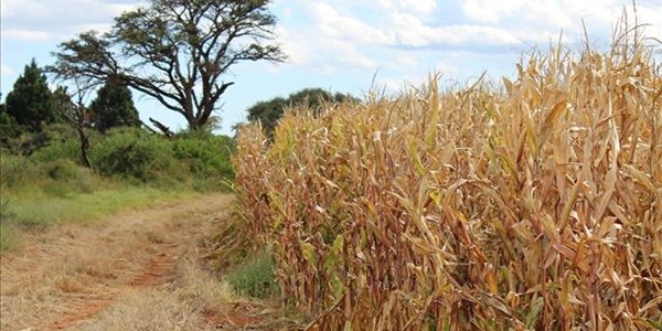 Agbiz predicts comfortable maize supplies | News Article