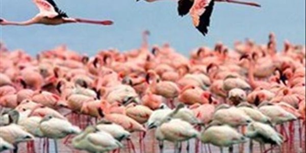 Sol Plaatje commits to supply Kamfers Dam with water Sol Plaatje commits to supply Kamfers Dam with water | News Article