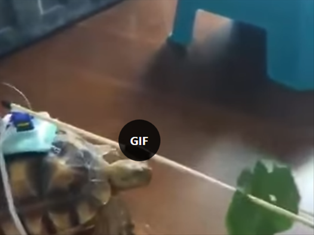 Saturday Express: A remote controlled turtle  | News Article