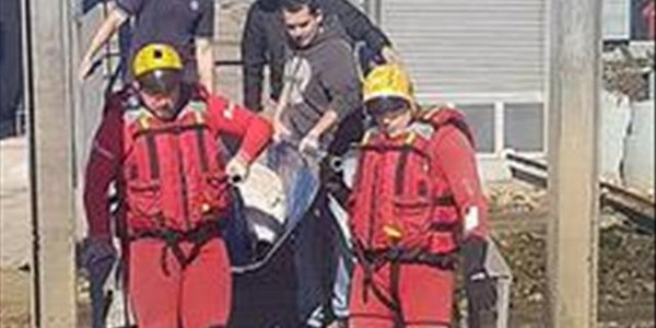 Dolphin rescued in PE | News Article