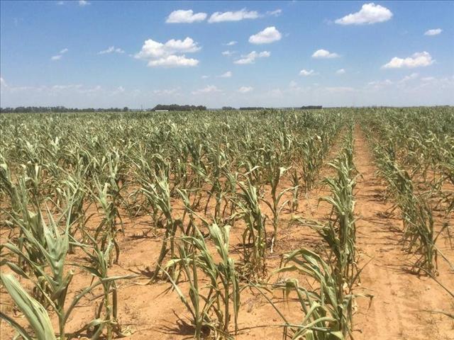 PODCAST: FS Agriculture annual conference underway | News Article