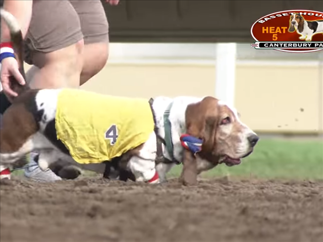 -TBB- The Weird and Wonderful world of Sport Basset Hound Racing | News Article