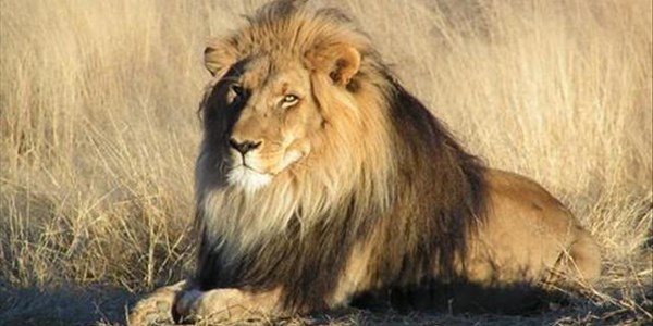 Sylvester the Lion, formerly on death row, becomes dad | News Article
