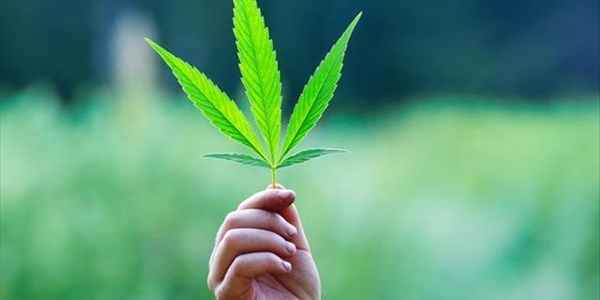 Parliament to decide how it will give effect to #dagga judgment | News Article