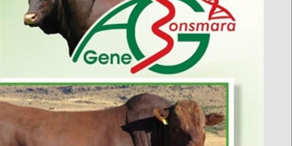 Gehalte bulle en vroulike diere op AG-gene veiling aangebied  | News Article