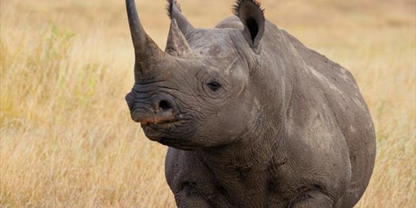 Hawks nab rhino poaching syndicate  | News Article