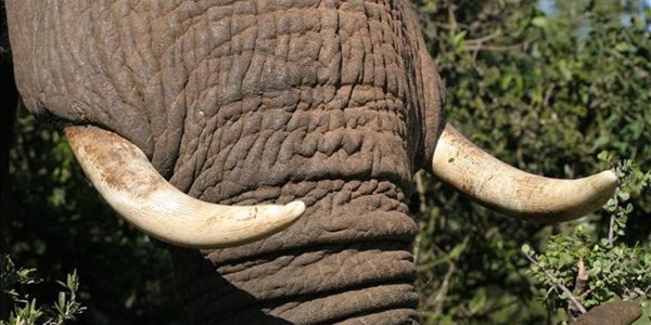 Elephant tramples German tourist to death in Zimbabwe Elephant tramples German tourist to death in Zimbabwe | News Article