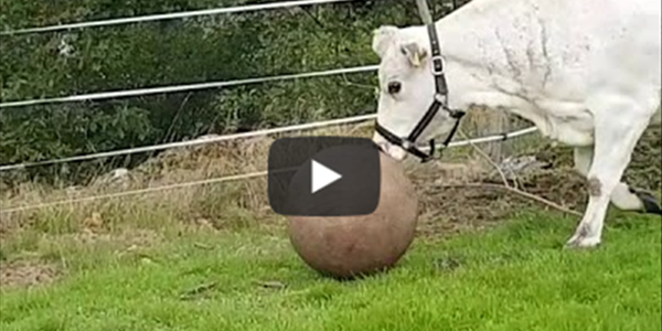 Saturday Express: Have you ever seen a cow play fetch!? | News Article