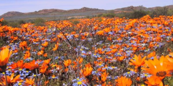 Namaqua flower display extended Namaqua flower display extended | News Article