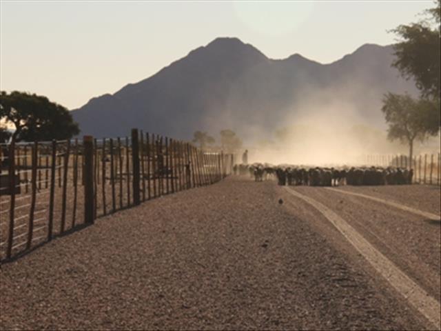 Hier is die weeklikse veilingspryse vir lewende hawe | News Article