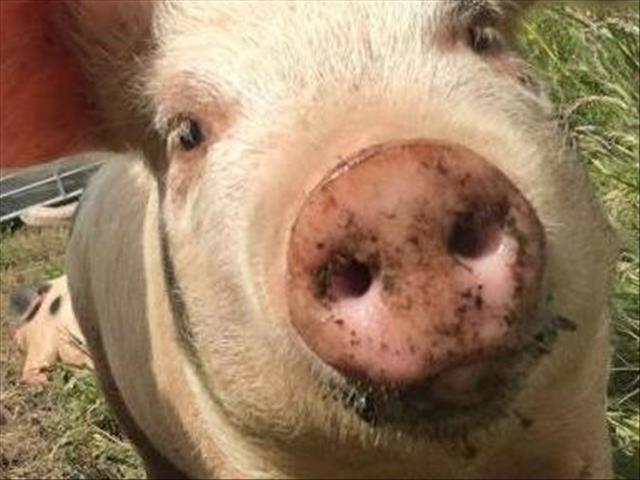Landbounuus-podcast: Maatreels toegepas ná varkpes in NK opduik | News Article
