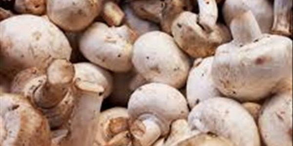 Mushrooms can reduce men's risk of prostate cancer - Study Mushrooms can reduce men's risk of prostate cancer - Study | News Article