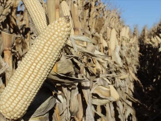Senwes Grainlink: Hier is jou jongste Safex-pryse | News Article
