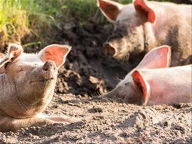 Afrika-varkpes toon daling in Europese lande | News Article