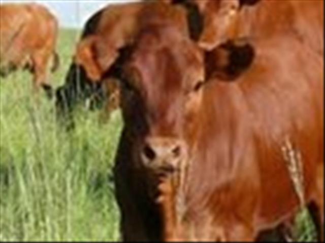 Milton: Hoe kan presisieboerdery in die vleisbedryf toegepas word? | News Article