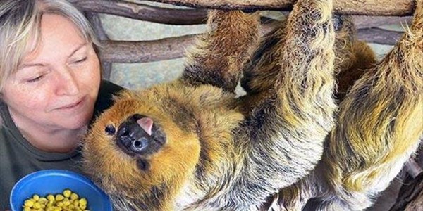 Sloth in German zoo dubbed world's oldest | News Article
