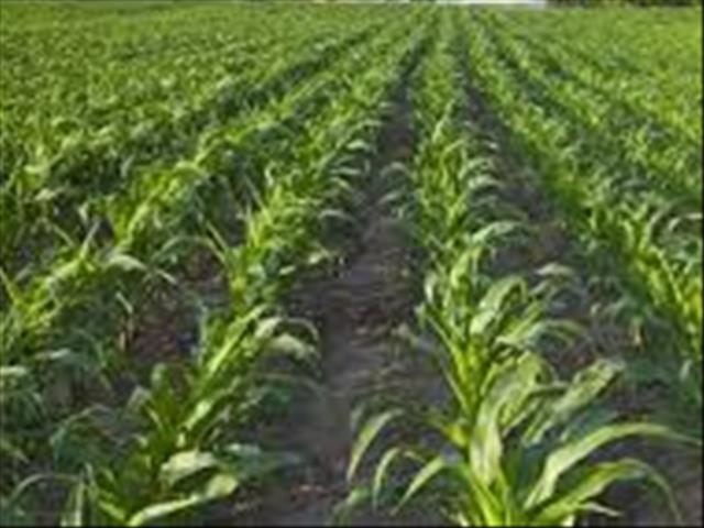 Senwes Grainlink: Hier is jou jongste Safex-pryse | News Article