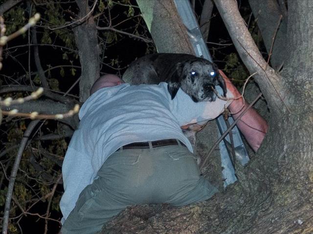 -TBB- Zelda's Feel Good Story: A Great Dane stuck in a Tree! | News Article