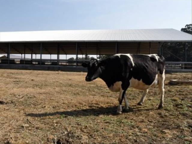 Free State DA: Beneficiaries of the #VredeDairyProject still excluded | News Article