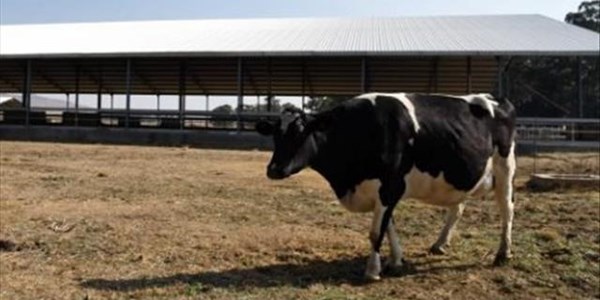 Free State DA: Beneficiaries of the #VredeDairyProject still excluded | News Article