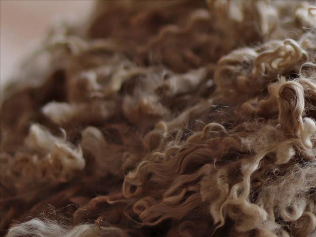 Theft of mohair is damaging to the industry   | News Article