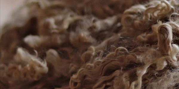 Theft of mohair is damaging to the industry   | News Article