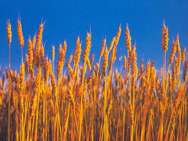 Landbounuus-podcast: Ongunstige klimaat kan koringoes verlaag | News Article