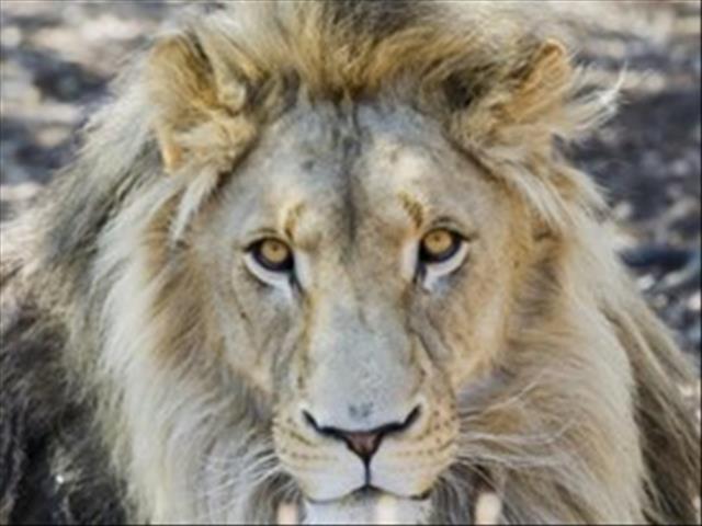 Wildbewaring 'n prioriteit in die toekoms, besluit beraad | News Article