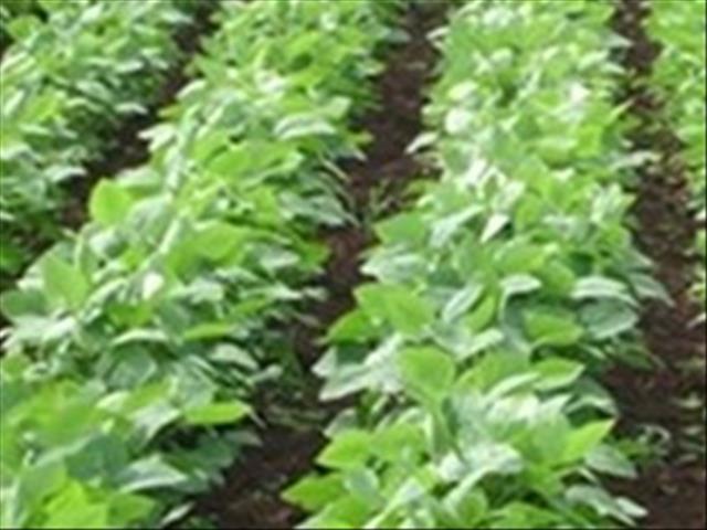 Senwes Grainlink: Hier is jou jongste Safex-pryse | News Article
