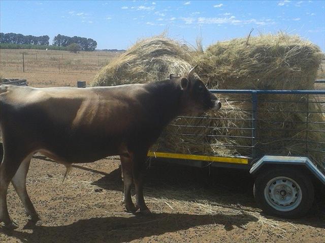 Agri podcast: Drought relief implementation plan put into motion | News Article