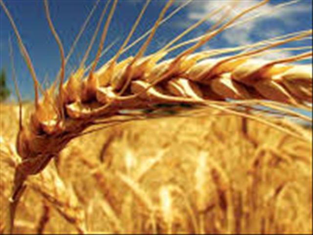 Senwes Grainlink: Hier is jou jongste Safex-pryse  | News Article