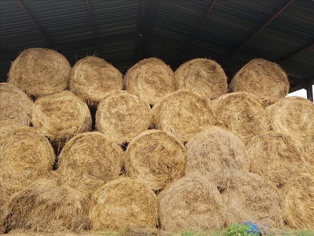 Ekonoom praat oor die verdeling van droogtehulp | News Article