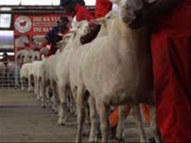 Hier is die weeklikse veilingspryse vir lewende hawe  | News Article