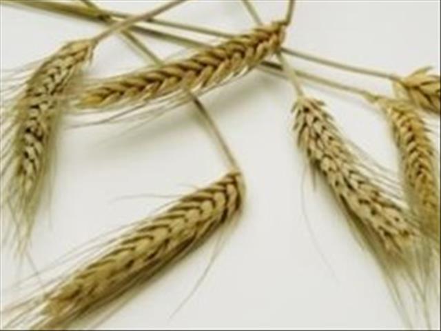 Senwes Grainlink: Hier is jou jongste Safex-pryse  | News Article