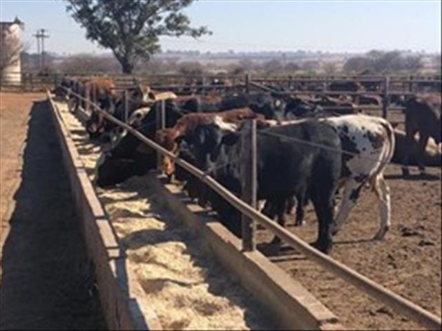 Uitvoer van beeste vanaf Botswana skep onsekerheid in SA speenkalfmark | News Article