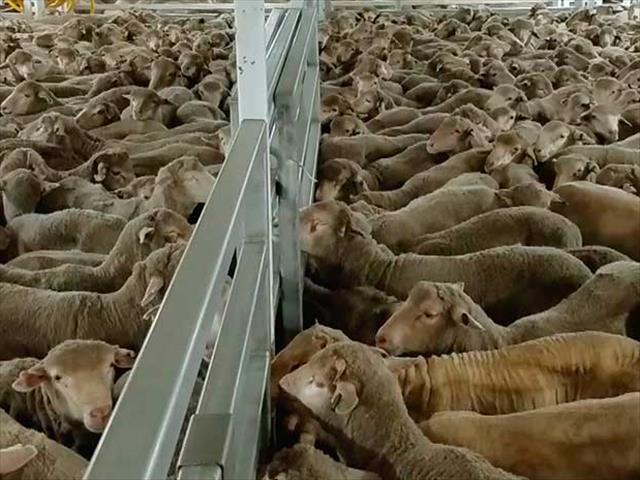 NSPCA dedicated to prevent live sheep exports on vessel to Middle East | News Article