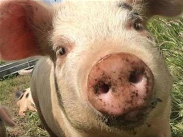 African Swine Fever outbreak in NC under control, says department | News Article