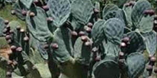 Turksvy-plante is voorwaar geskik vir veevoerdoeleindes in droogtegebiede Turksvy-plante is voorwaar geskik vir veevoerdoeleindes in droogtegebiede | News Article