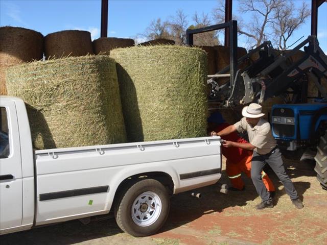 NC government buys, distributes fodder to drought-ridden areas | News Article