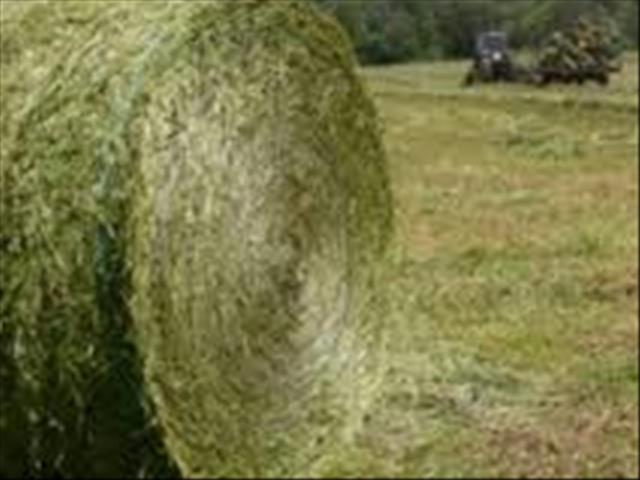 NC drought relief programme includes commercial farmers   | News Article