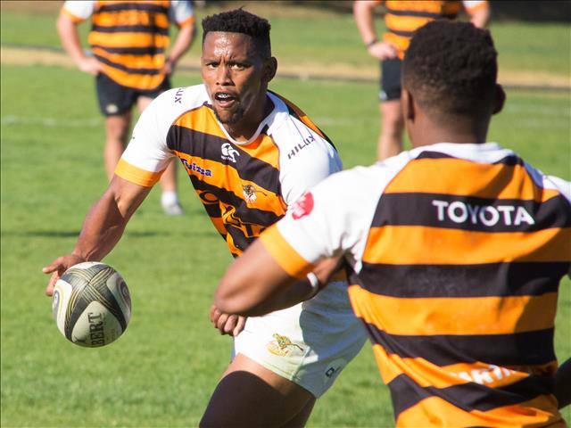 Barry on standby to join the Cheetahs in Wales | News Article