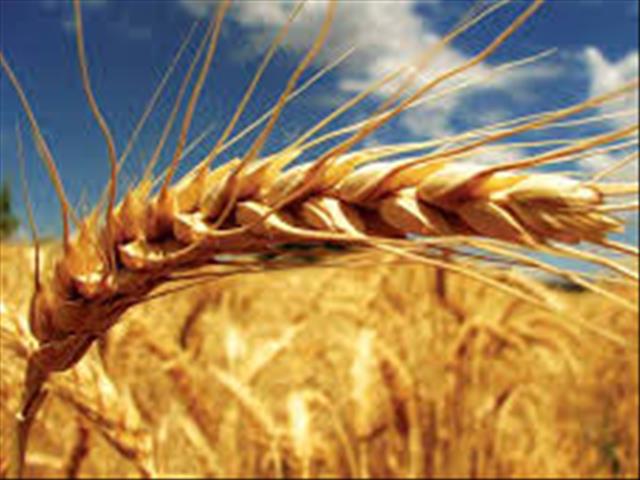 Senwes Grainlink: Hier is jou jongste Safex-pryse  | News Article