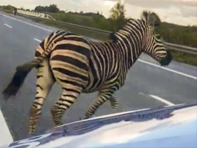 Zebra shot after causing accident on German autobahn | News Article