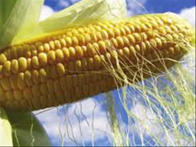 Produsente se probleme met die graad van hul mielies beïnvloed mark  | News Article